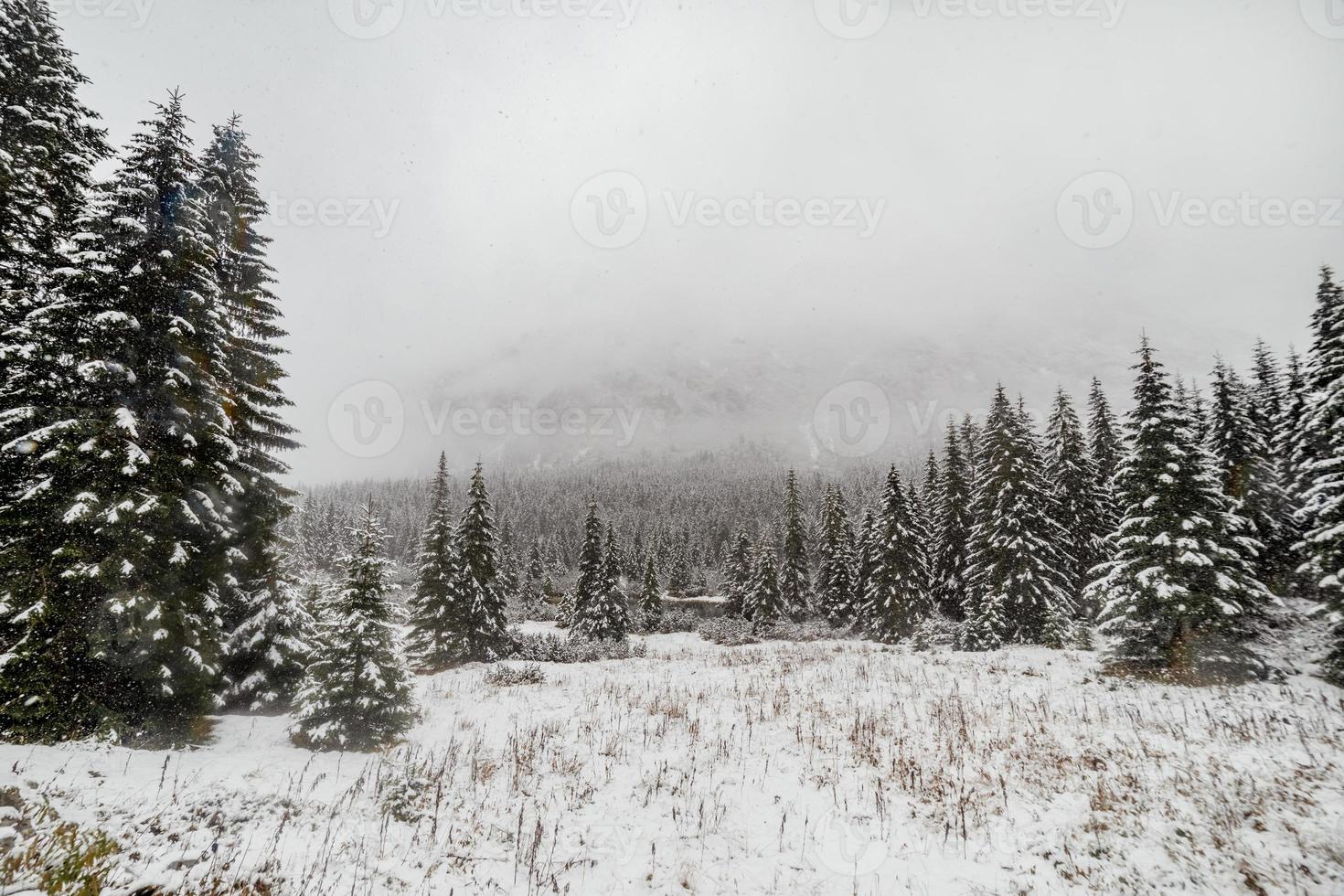 landskap snö träd och avverkade träd skog på vintern. berg i bakgrunden. morske oko foto