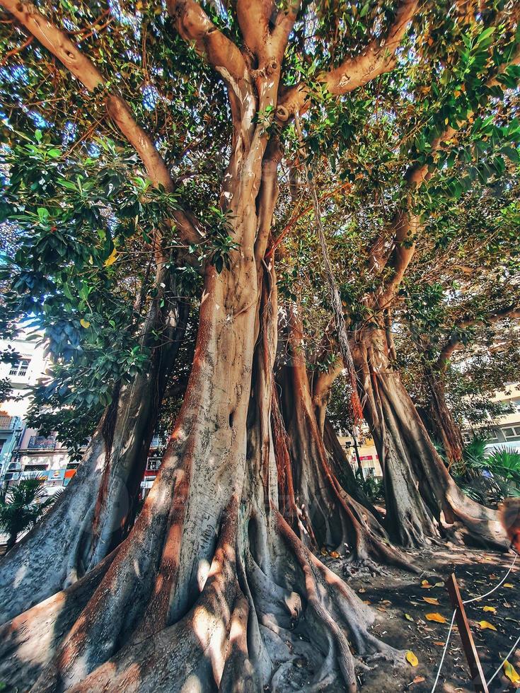 stor gammal ficus träd i alicante Spanien foto