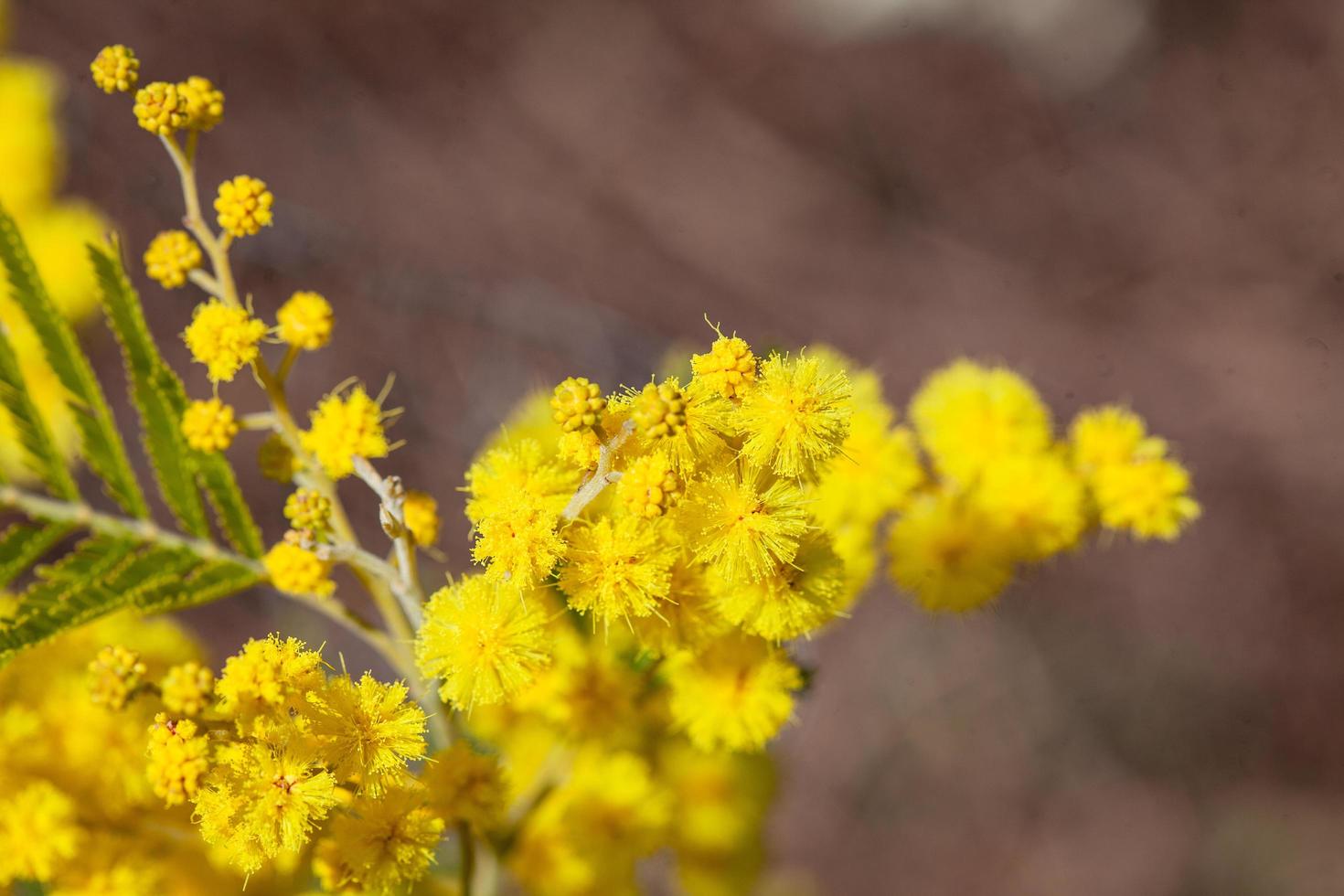 mimosaträd i ett fält foto