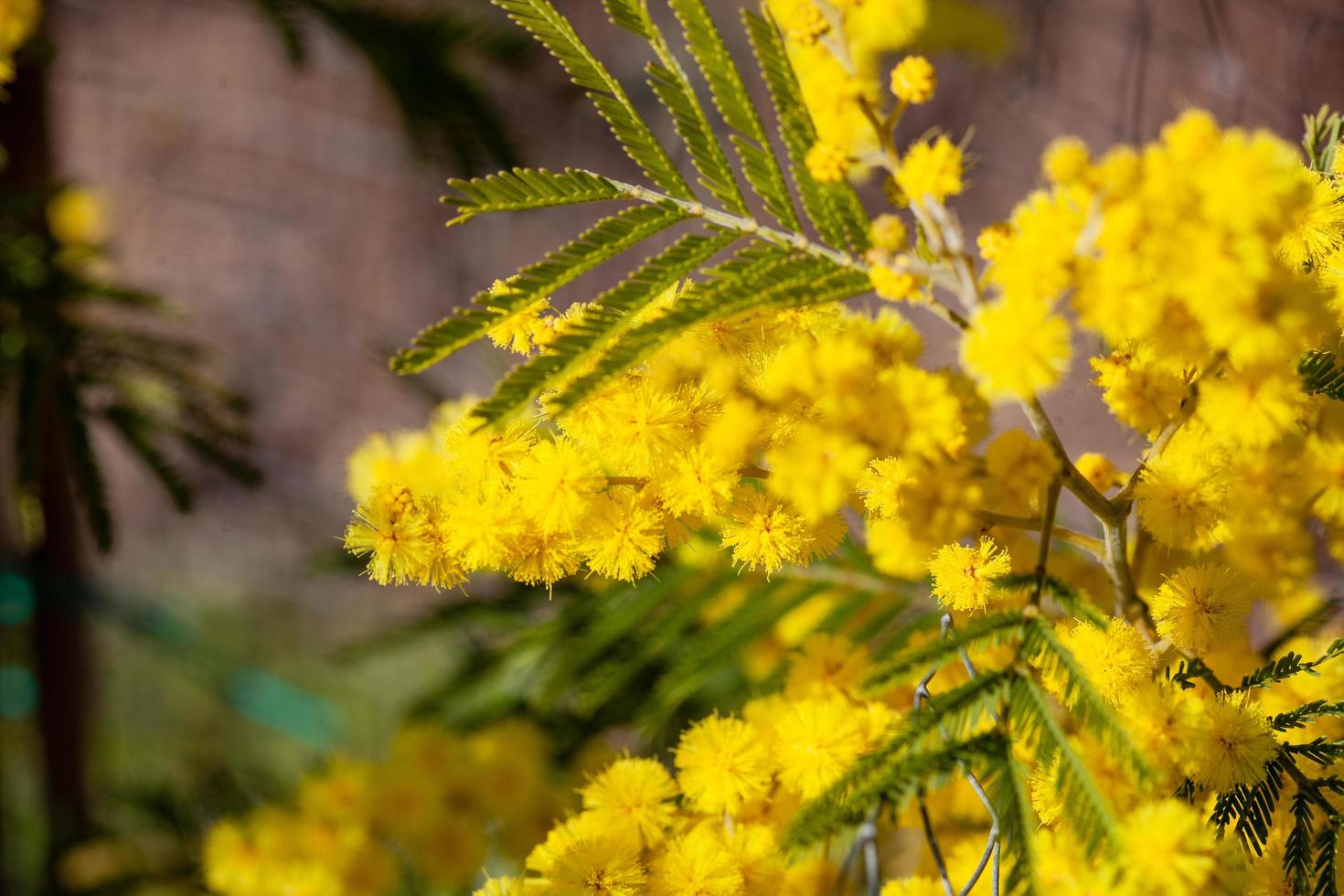 mimosaträd i ett fält foto