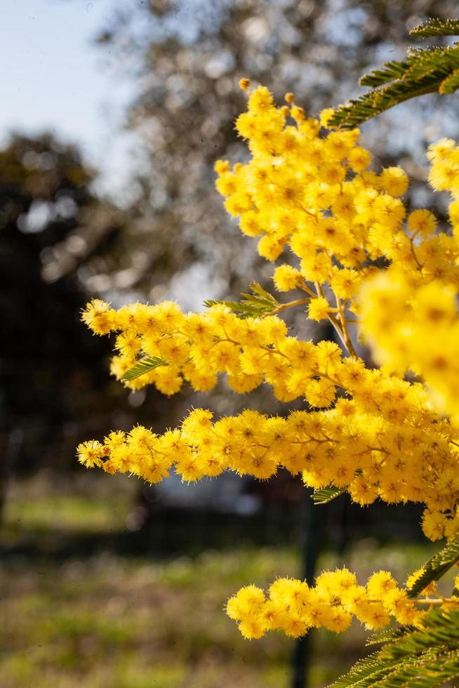 mimosaträd i ett fält foto