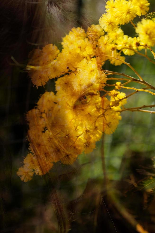 mimosaträd i ett fält foto