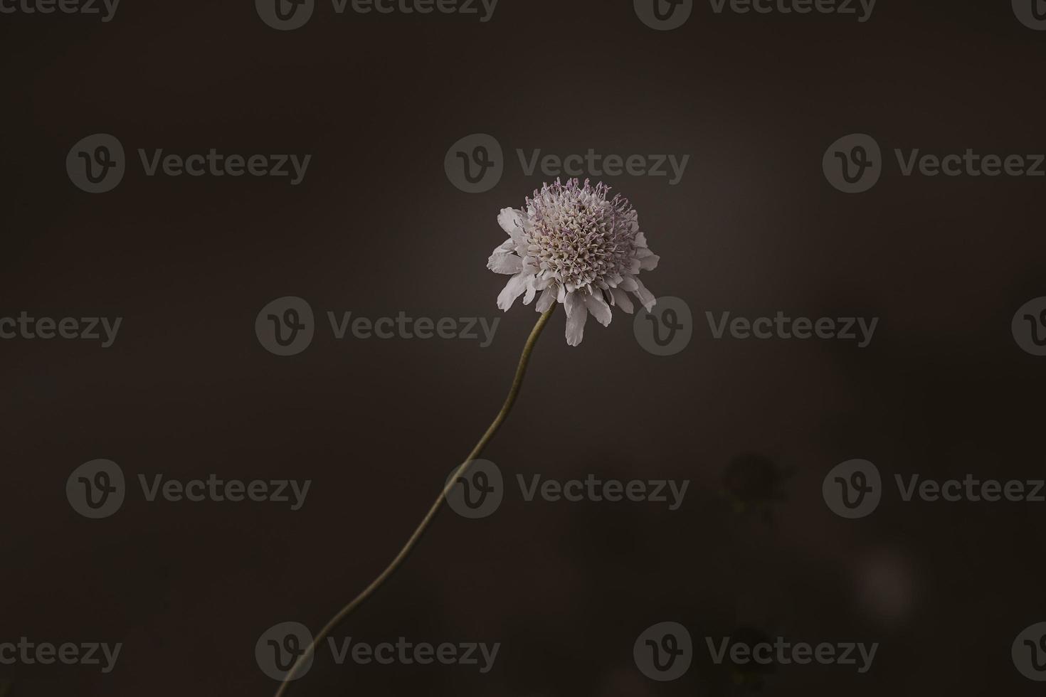 l liten ljus fält blomma på en brun bakgrund närbild foto