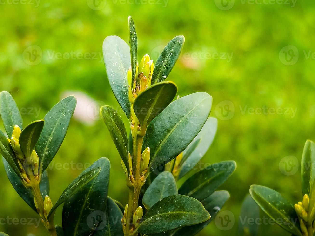 buxbom. buxus sempervirens med gul blommor. ung buxbom löv på en gren i tidigt vår foto