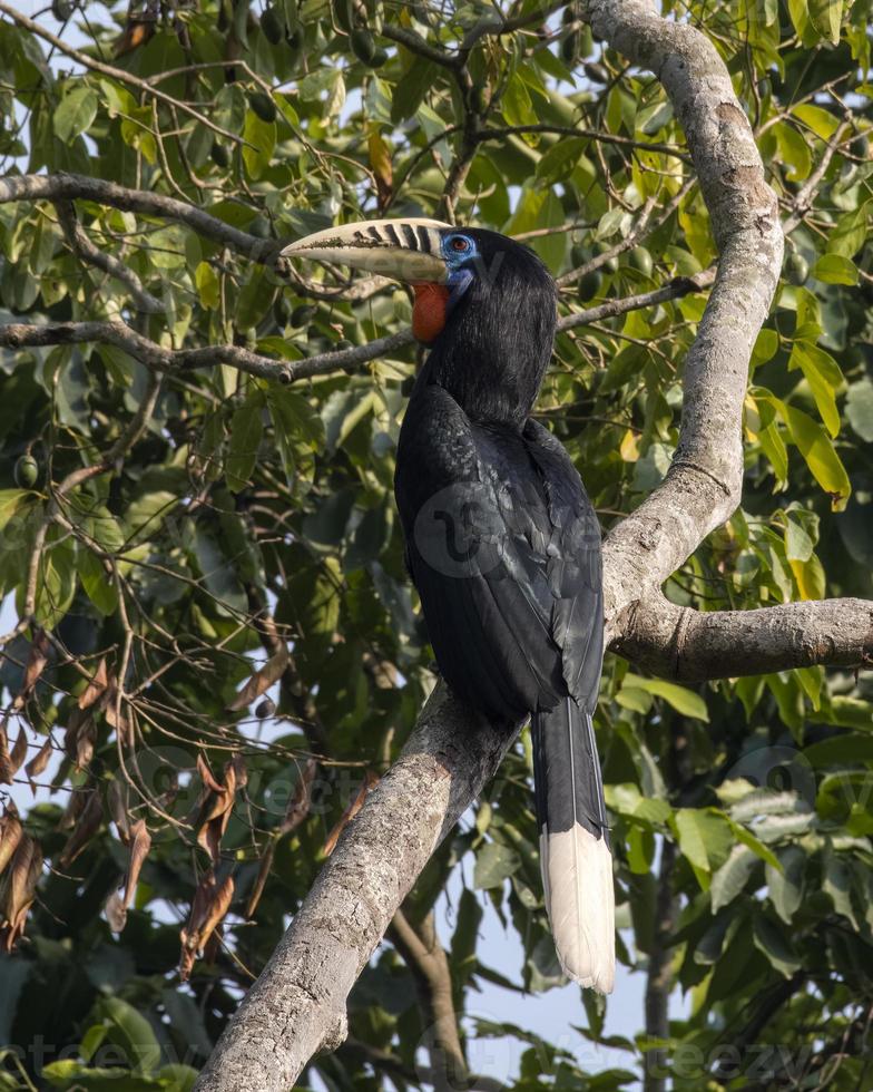 en kvinna rufous-necked hornbill eller aceros nipalensis observerats i latpanchar i väst bengal, Indien foto