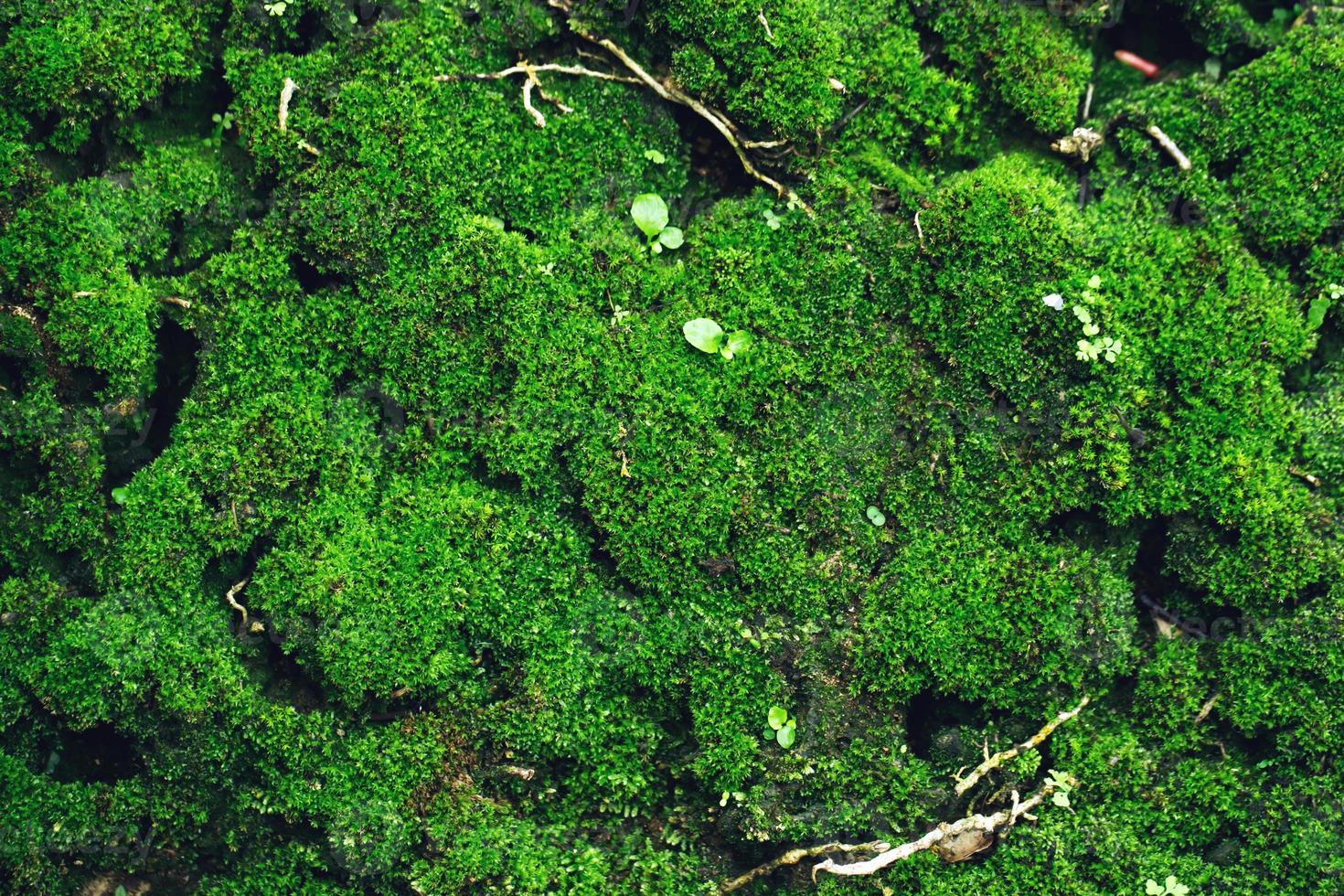 vacker ljusgrön mossa uppvuxen täcker de grova stenarna och på golvet i skogen. visa med makrovy. stenar fulla av mossa textur i naturen för tapeter. mjukt fokus. foto