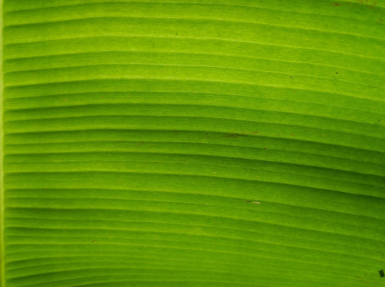 abstrakt bakgrund textur stänga upp banan blad foto