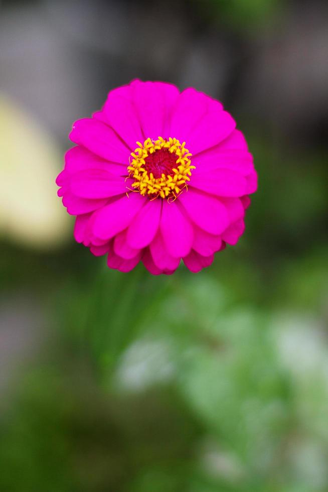 blomning rosa zinnia elegans blommor med naturlig ljus i de trädgård foto