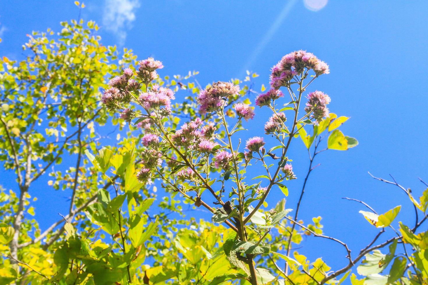 skön vild blinkning blommor i skog med solljus och blå himmel på de berg. foto