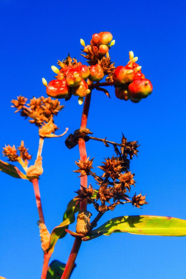 skön vild blommor med blå himmel på de berg foto