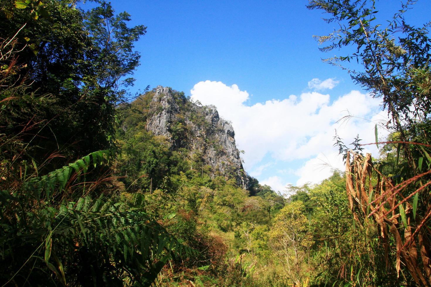grön skog och djungel med blå himmel på berg. foto