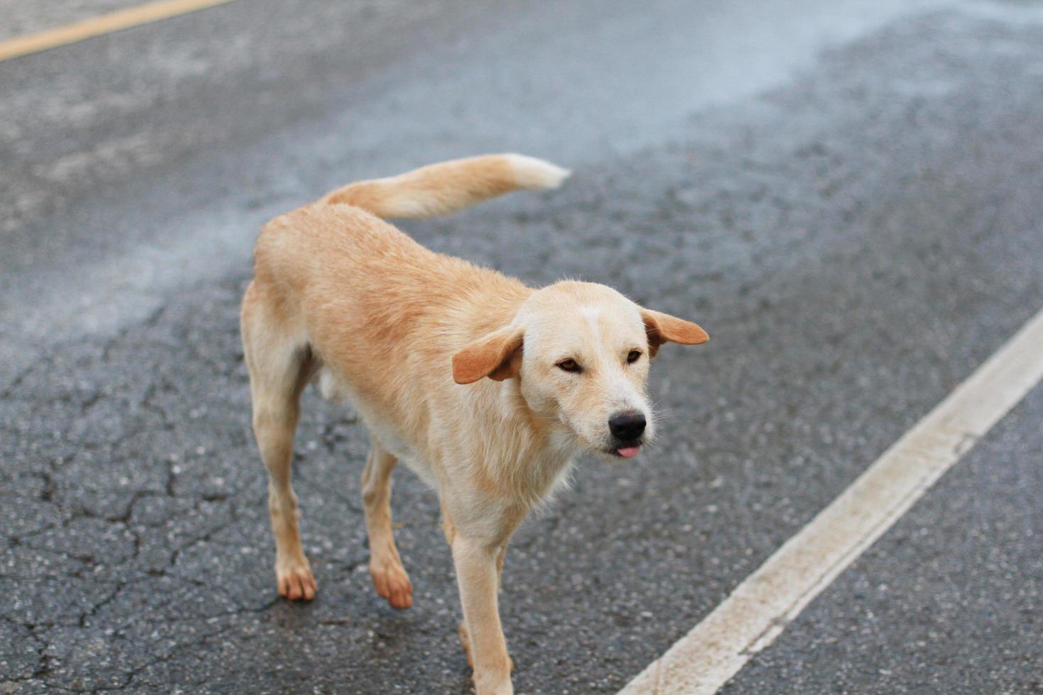 hemlös brun hund på de gata i thailand foto