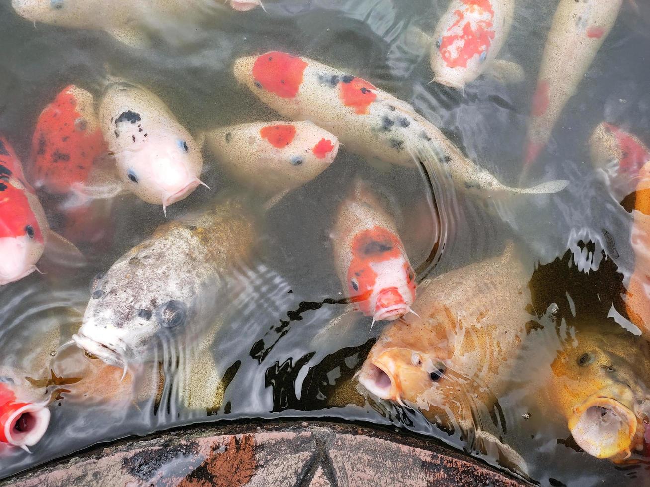 koi fisk i dammet foto