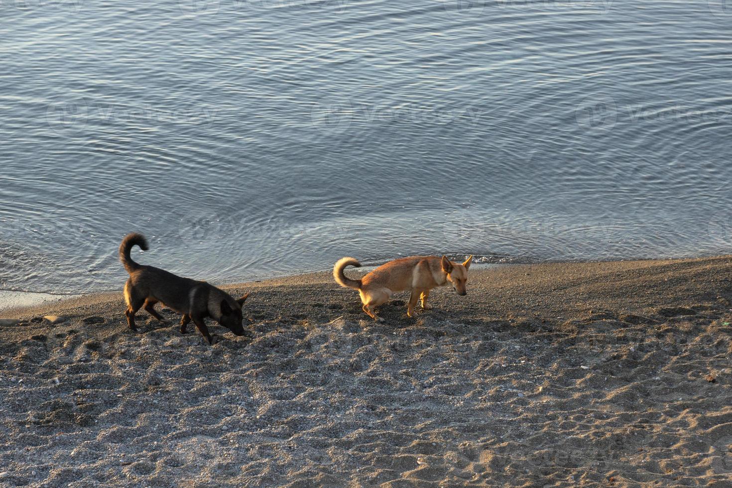 två herrelös hundar är gående längs de strand, ett av dem bajsar. ett ekologisk begrepp. foto