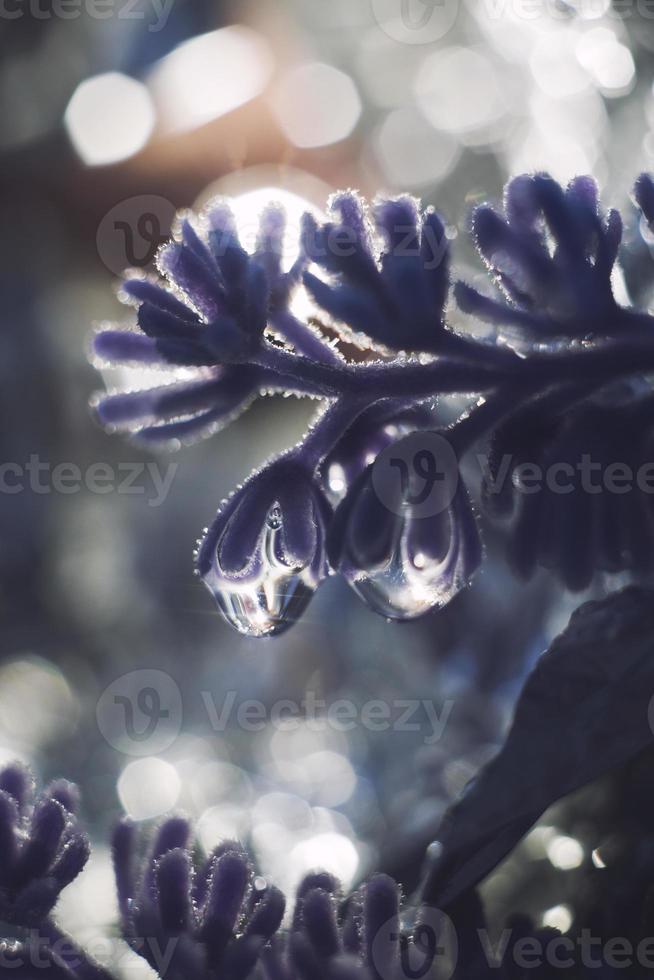 en släppa av vatten på en blomma kronblad. lavendel. blå blomma makro med skön bokeh i de regn foto