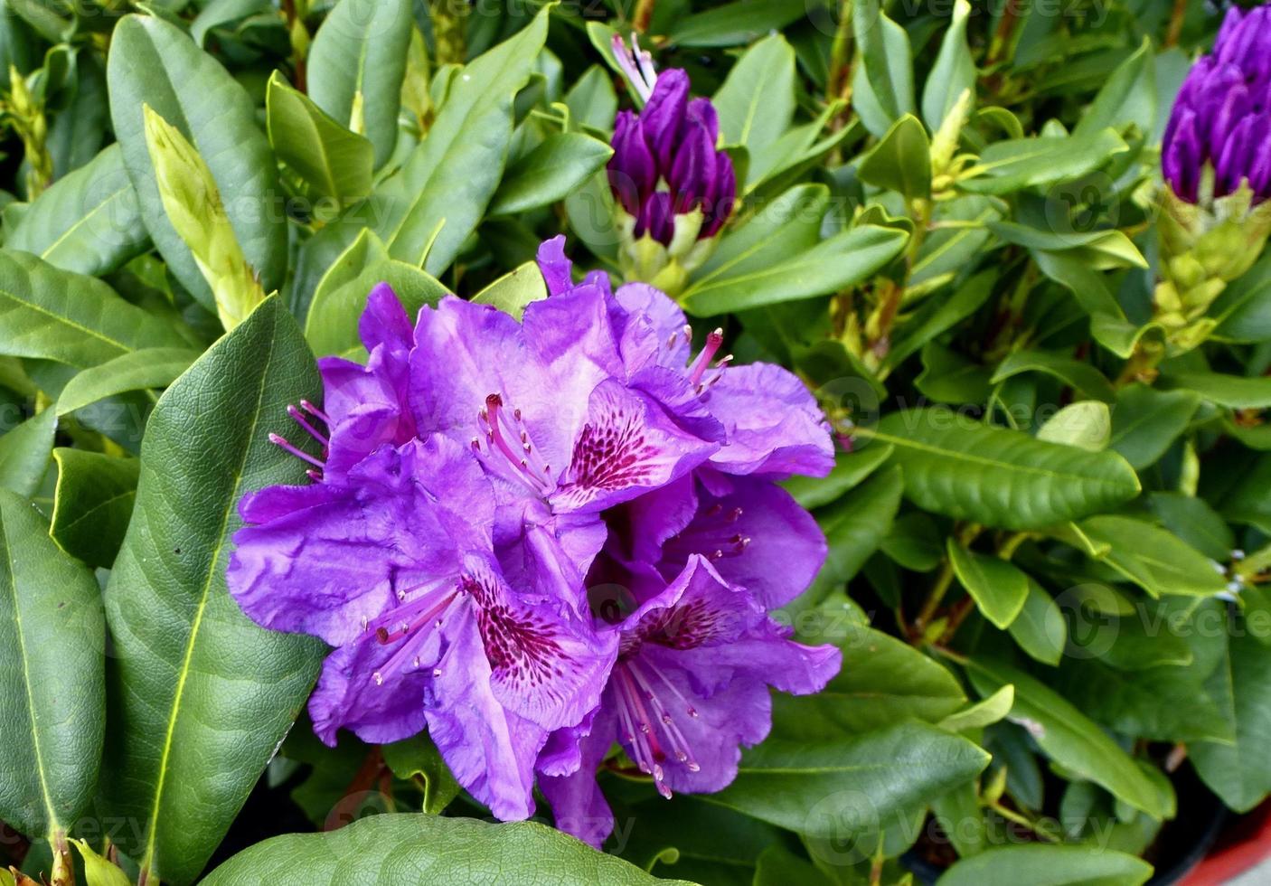 djup lila rhododendron 'edith bosley' foto