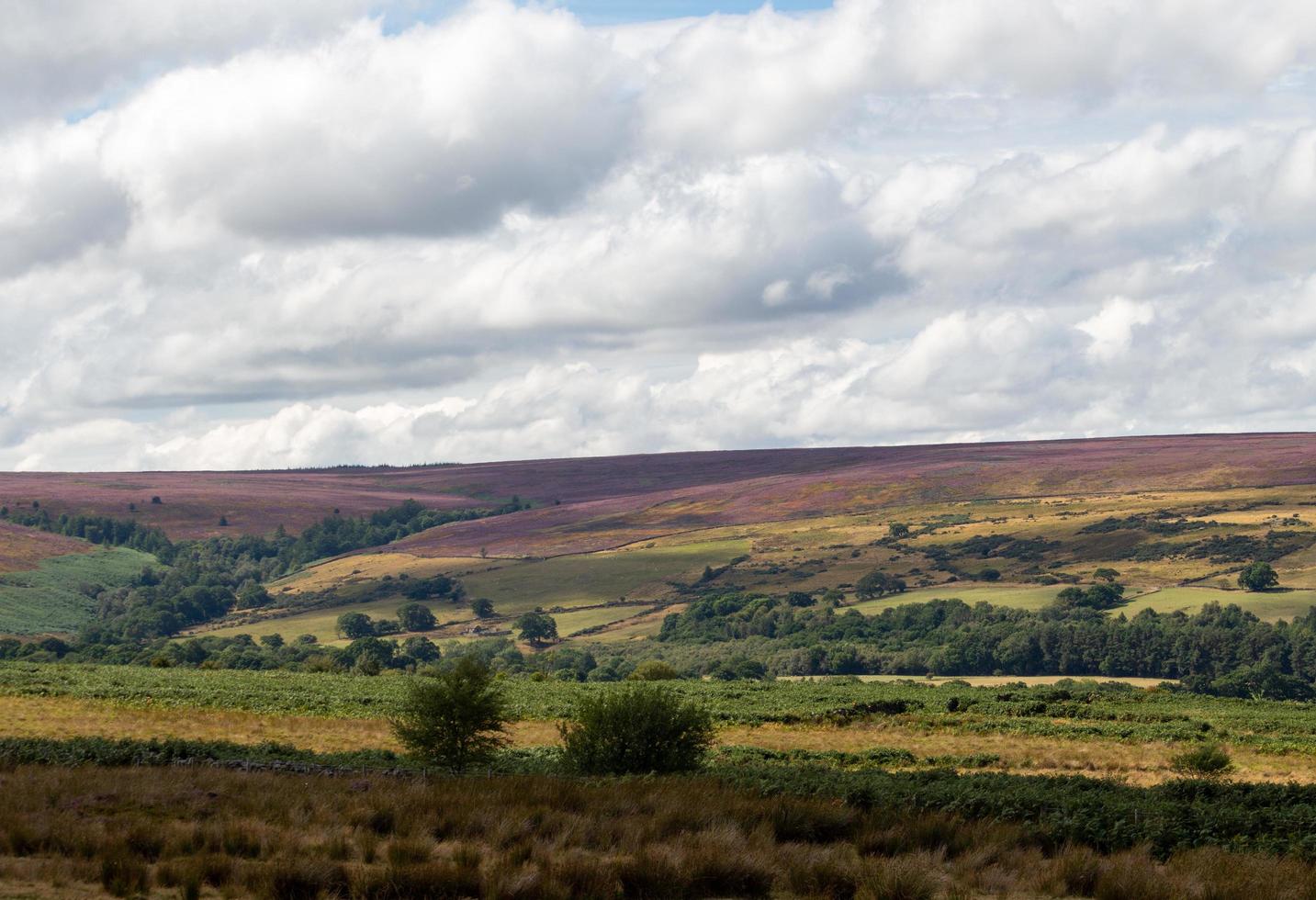 norr yorkshire hedar nationell parkera foto