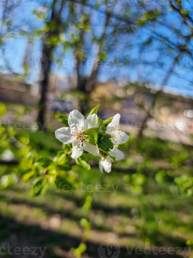 skön sakura blommor foto