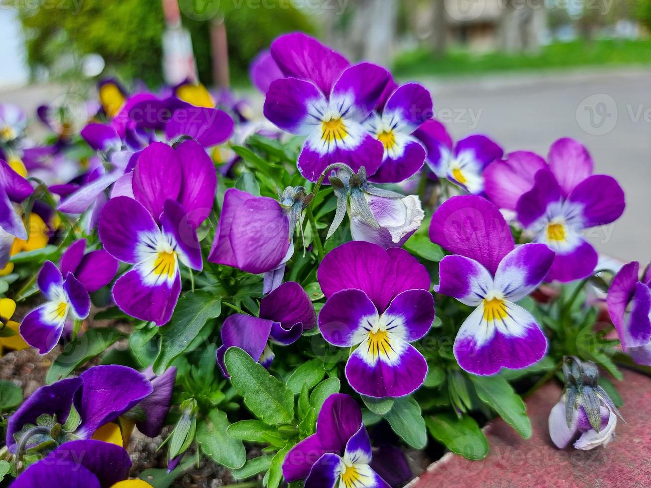 en skön fikus blommor utomhus foto