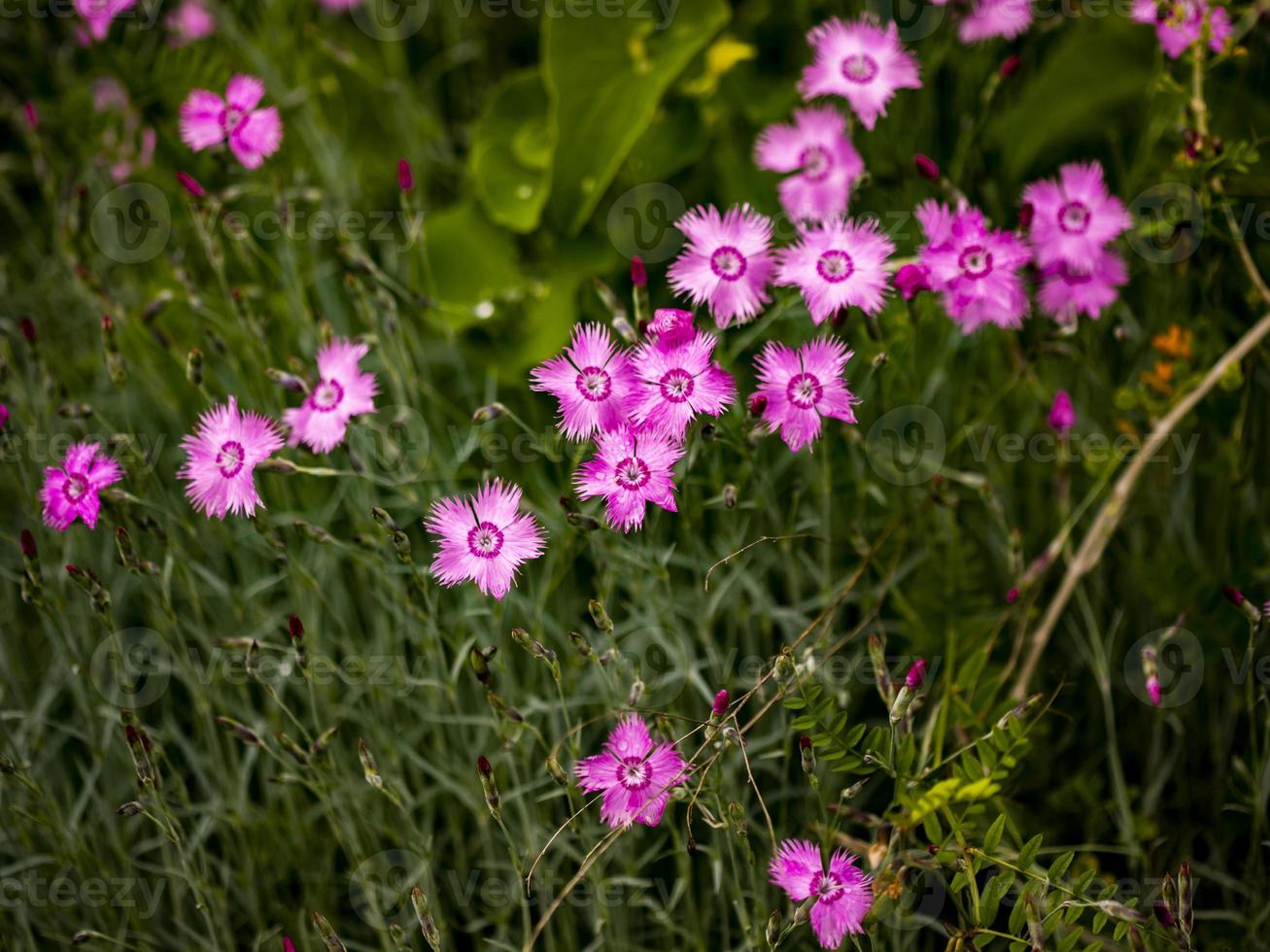 dianthus rosa blommor i fältet foto