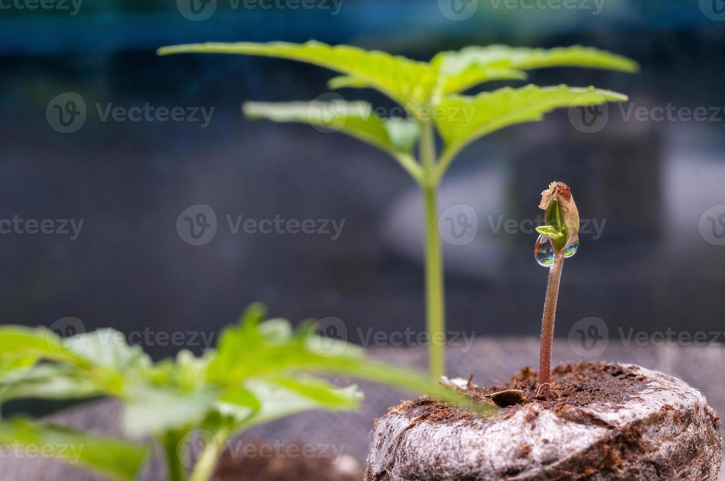 bebis cannabis fröplanta gro i ögonblick torv pellets med släppa av vatten klar på topp stänga upp foto