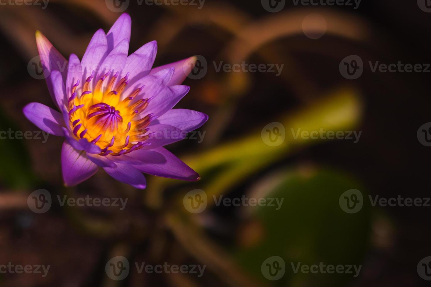 närbild Foto av de färsk lila lotus blomma på mörk bakgrund.