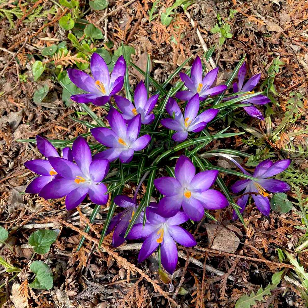 krokus blommande växter i iris familj. blommor närbild på naturlig bakgrund. foto