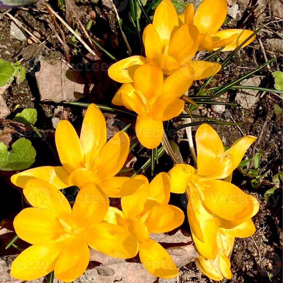 krokus blommande växter i iris familj. blommor närbild på naturlig bakgrund. foto