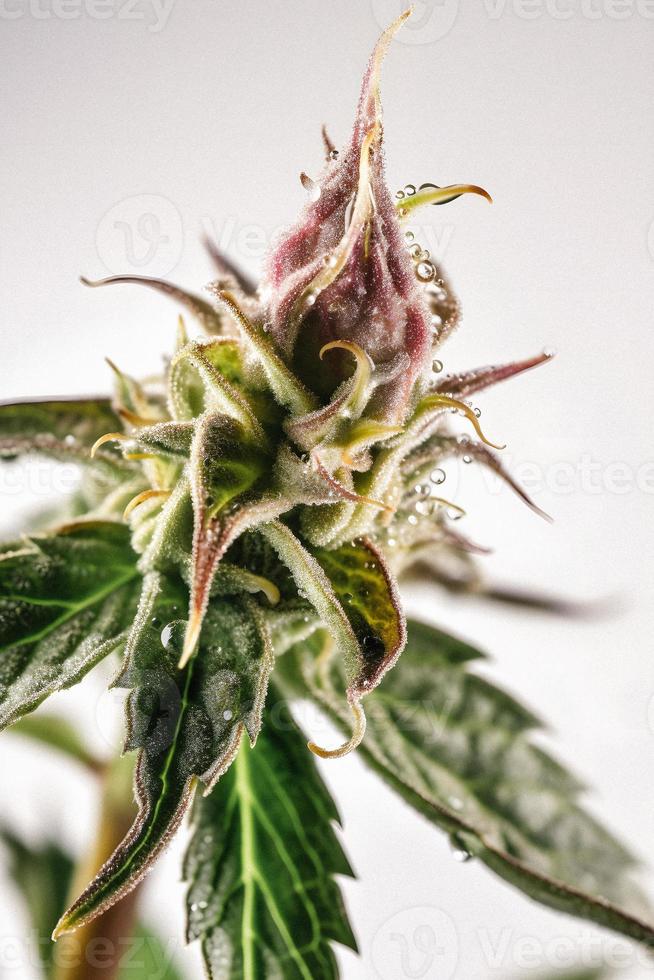 en hög upplösning fotografera av en marijuana sativa knopp på en vit bakgrund foto