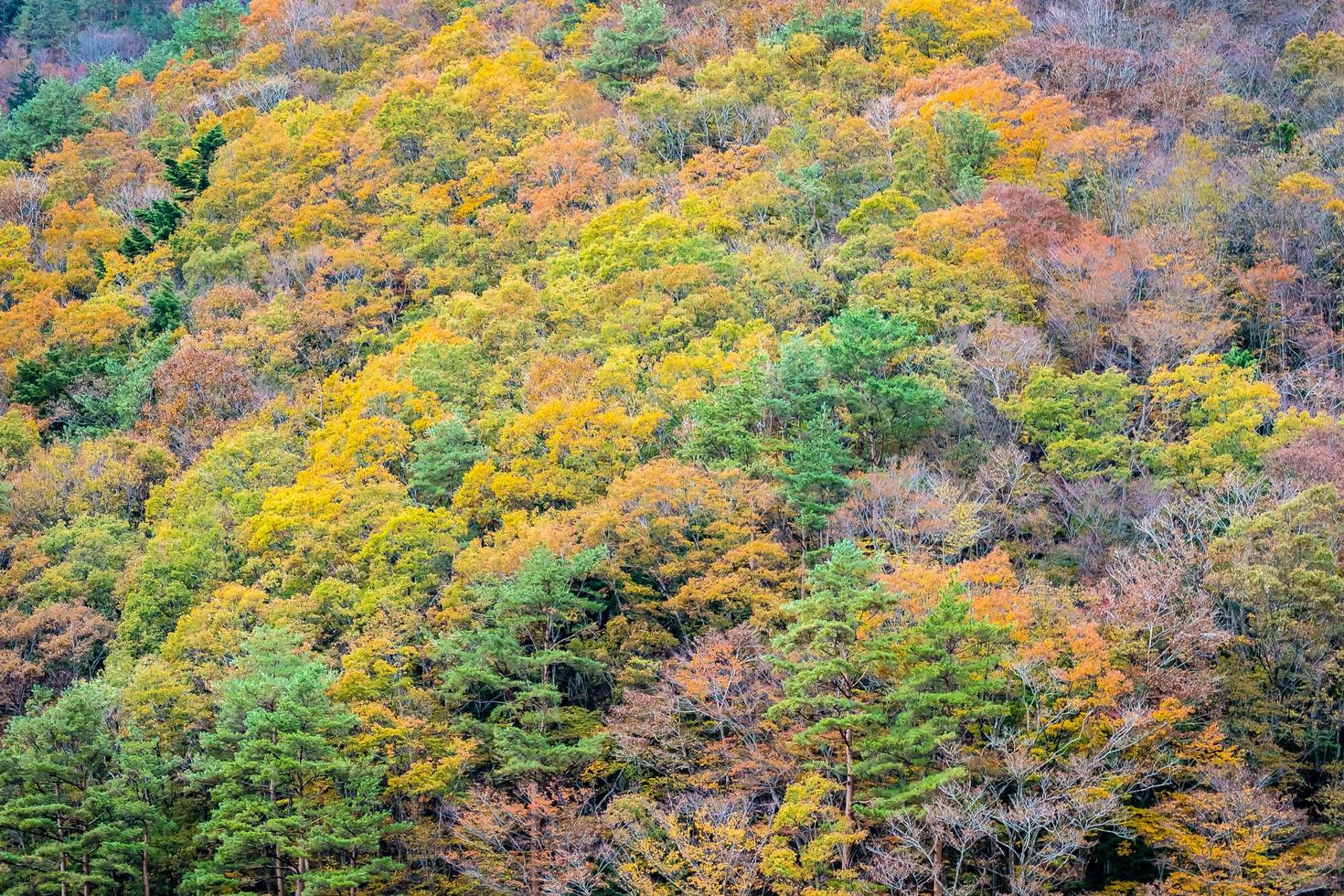 färgglad skog på berget foto