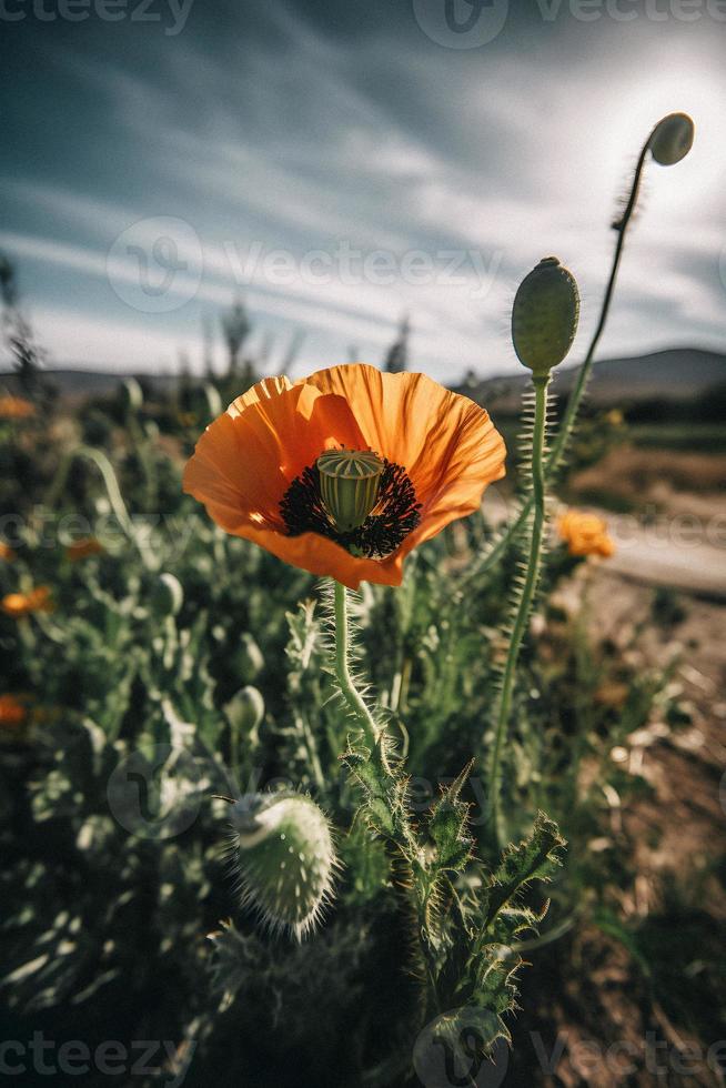 polly blomma i de vild fängslande fotografi av en skön och sällsynt blomma foto