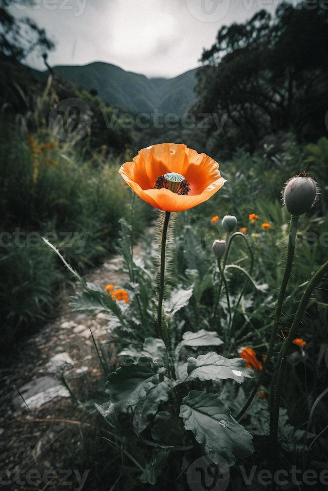 polly blomma i de vild fängslande fotografi av en skön och sällsynt blomma foto