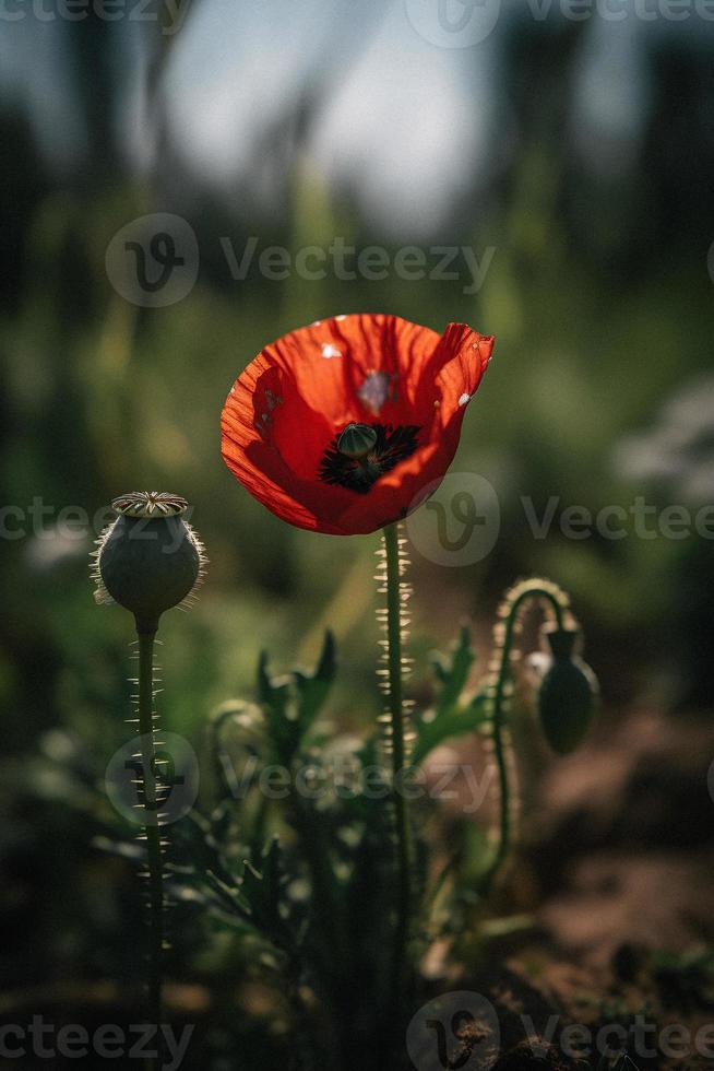 polly blomma i de vild fängslande fotografi av en skön och sällsynt blomma foto