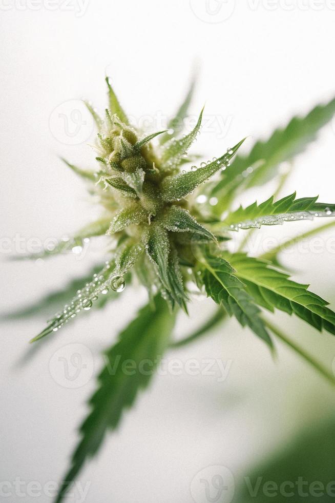 en hög upplösning fotografera av en marijuana sativa knopp på en vit bakgrund foto