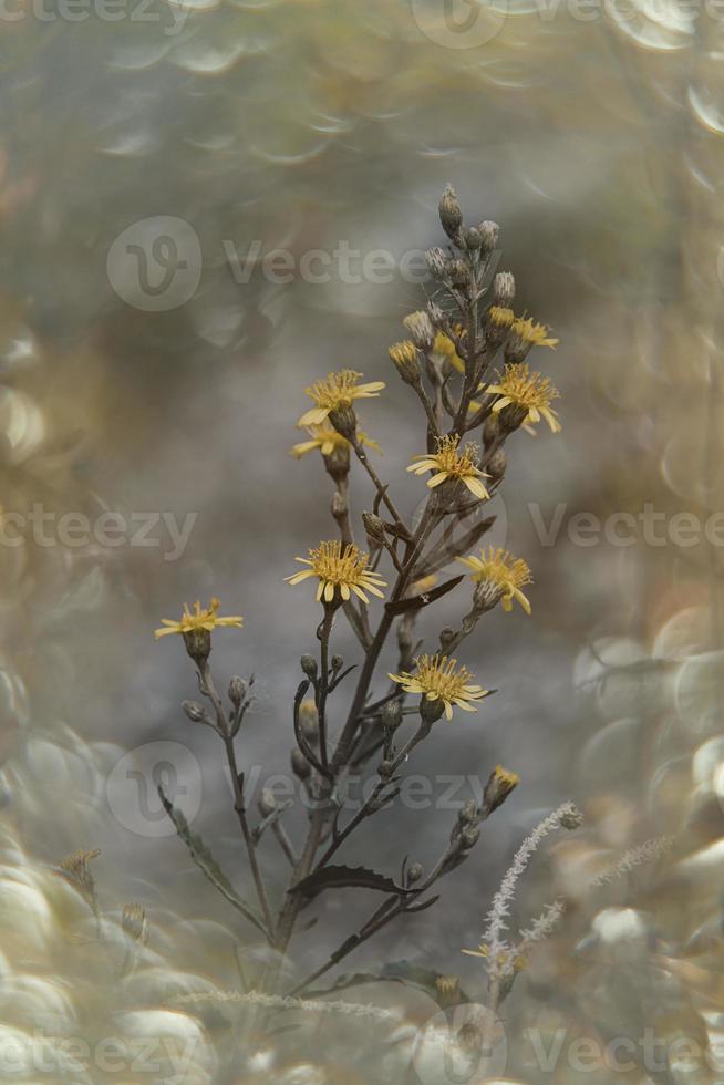 skön liten delikat höst blommor i de trädgård på en bakgrund med bokeh foto