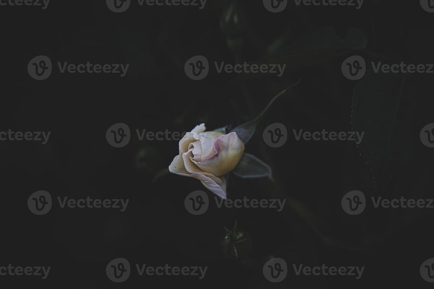 skön vit delikat reste sig på en mörk bakgrund närbild foto