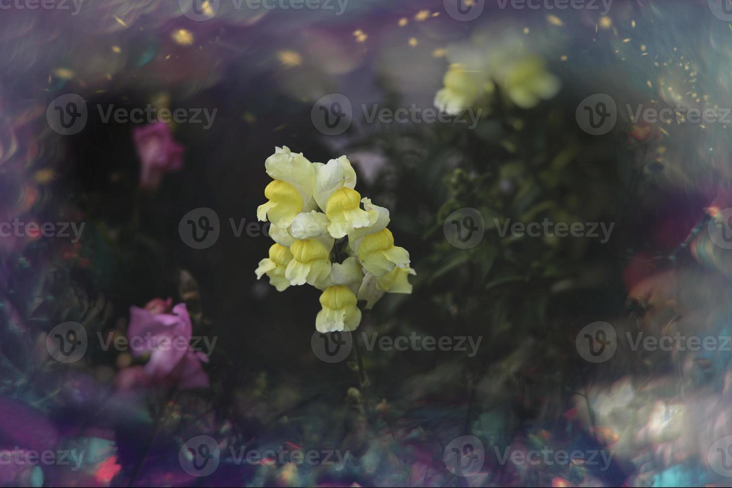 sommar färgrik blommor av lejonets trädgård i solsken med bokeh foto