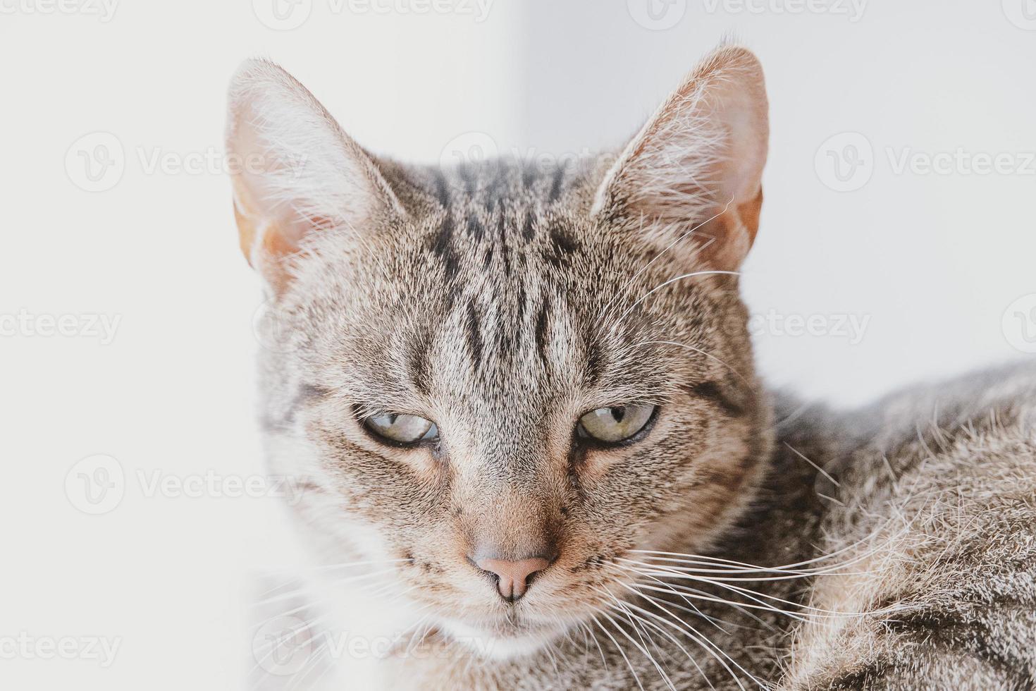 trött grå tabby katt i närbild foto