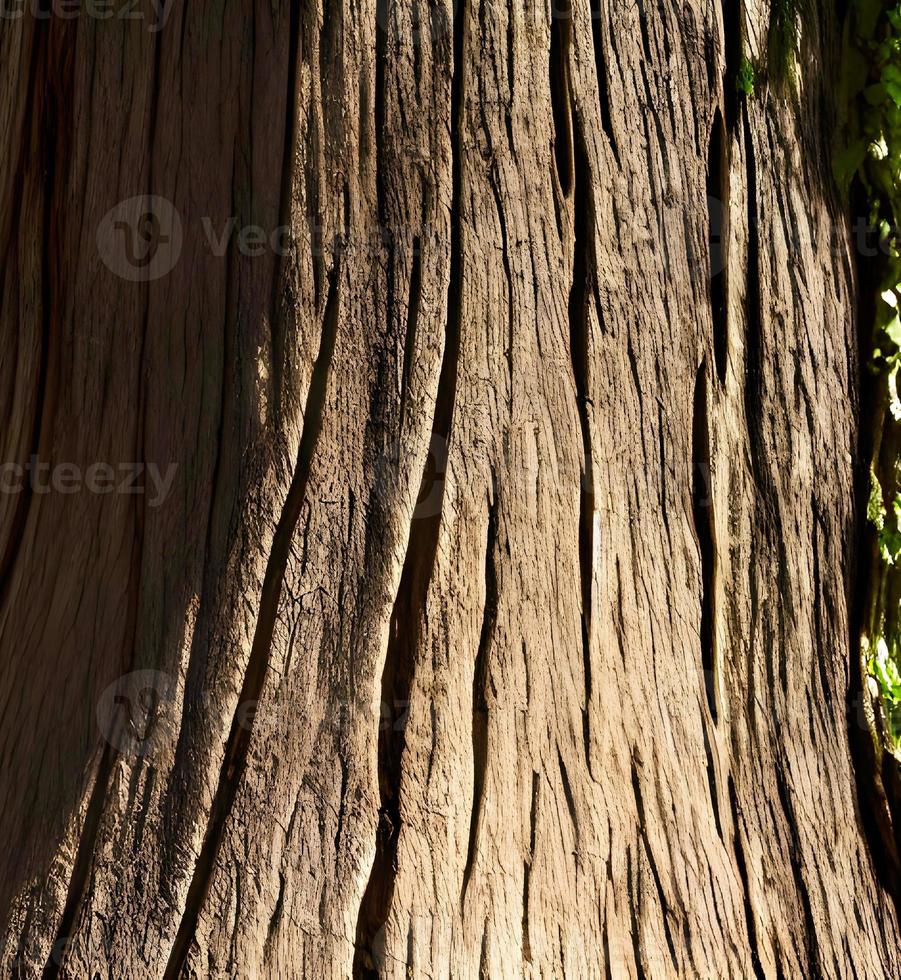 de textur av de trunk av ett gammal träd under de ljus Sol. foto