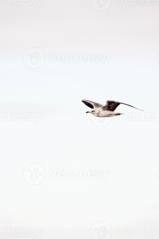 en flygande fågel foto