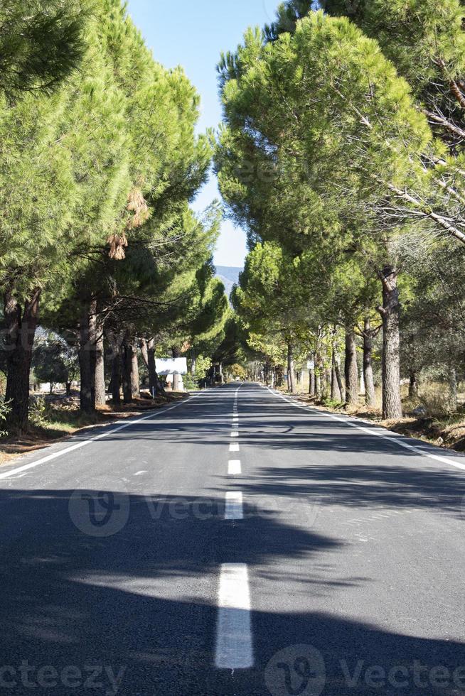 asfalt väg med träd i de bakgrund. asfalt väg genom de tall skog i. närbild av en vit linje på de asfalt foto
