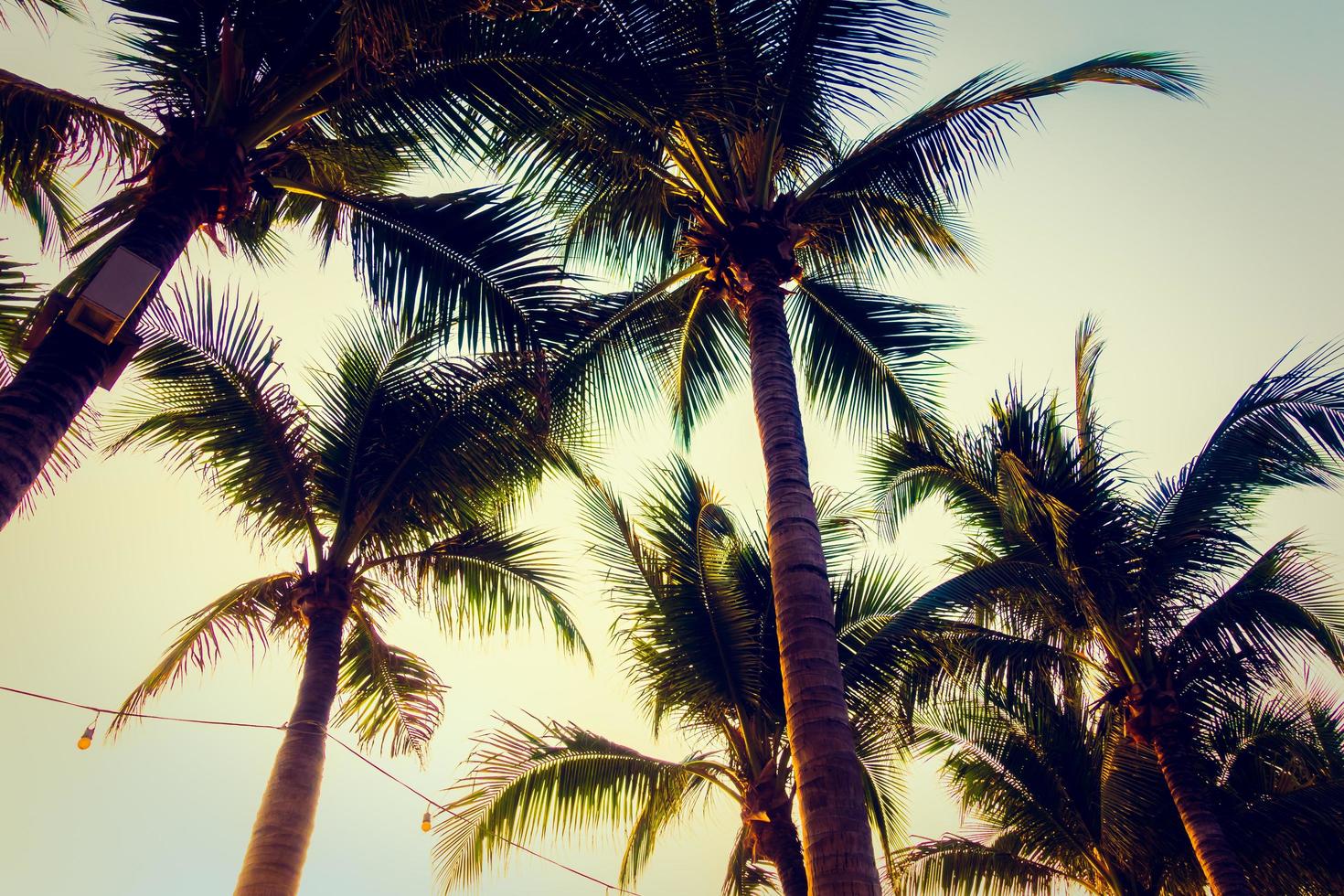 palmträd vid solnedgången foto