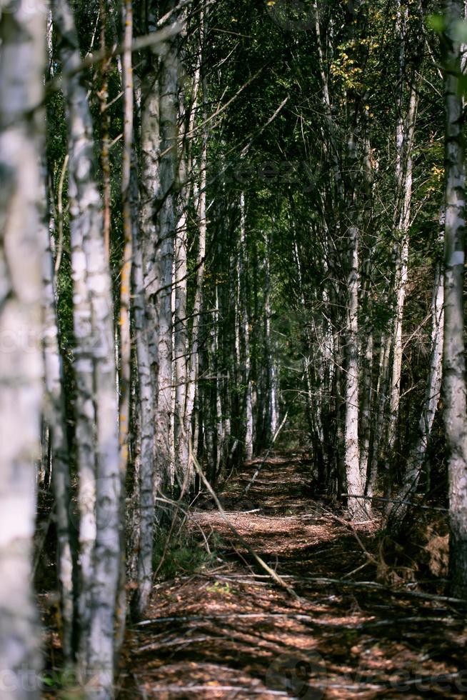 vertikalt björk skog med en gångväg.den bakgrund är en dyster och dramatisk skog. foto