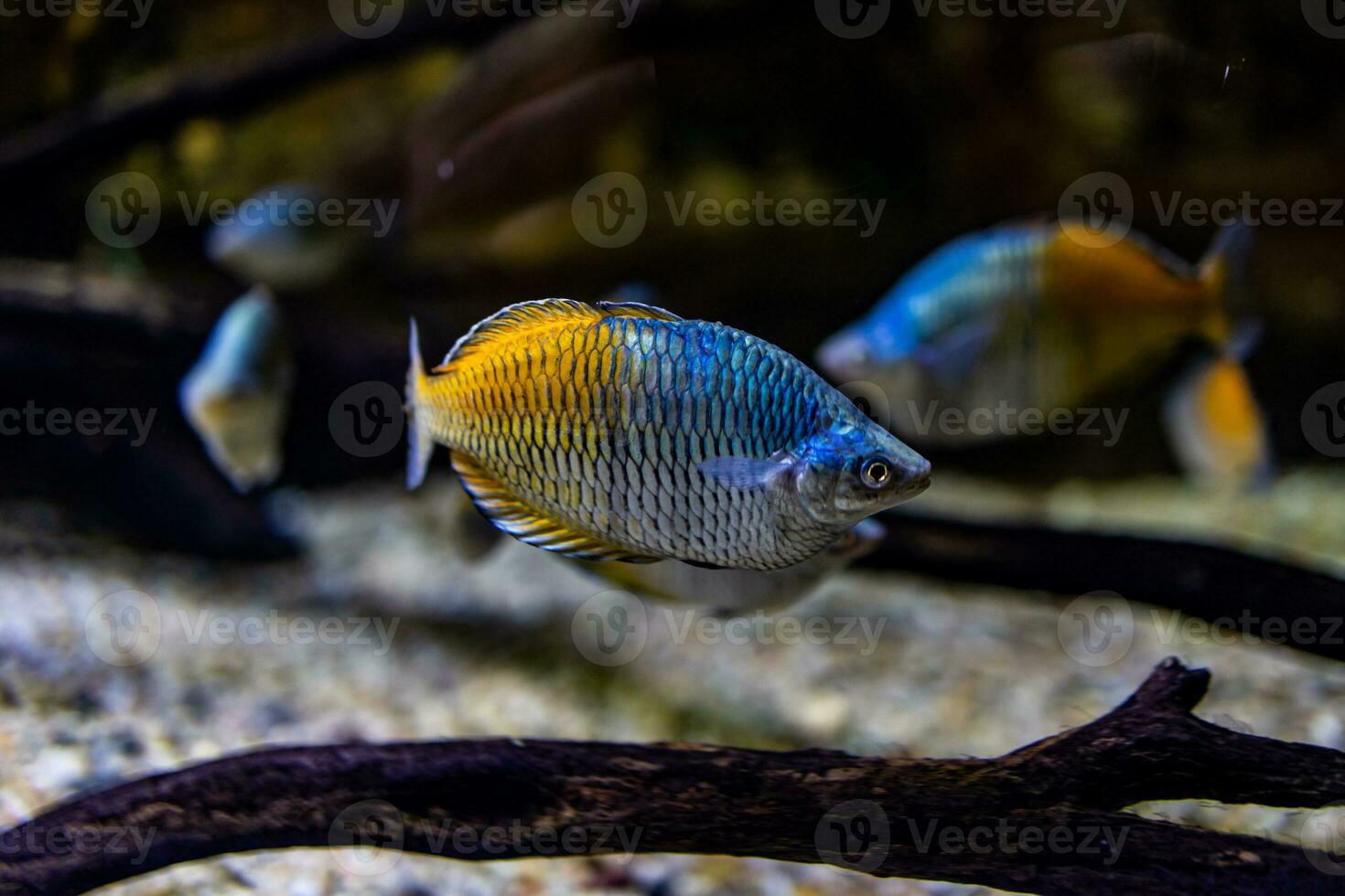 liten fisk djur- simning i de akvarium av de Zoo av zaragoza i Spanien på en mörk bakgrund foto