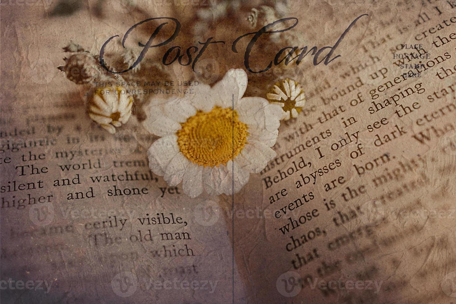 närbild skön liten vår blomma daisy kamomill på de bakgrund av de gammal bok foto
