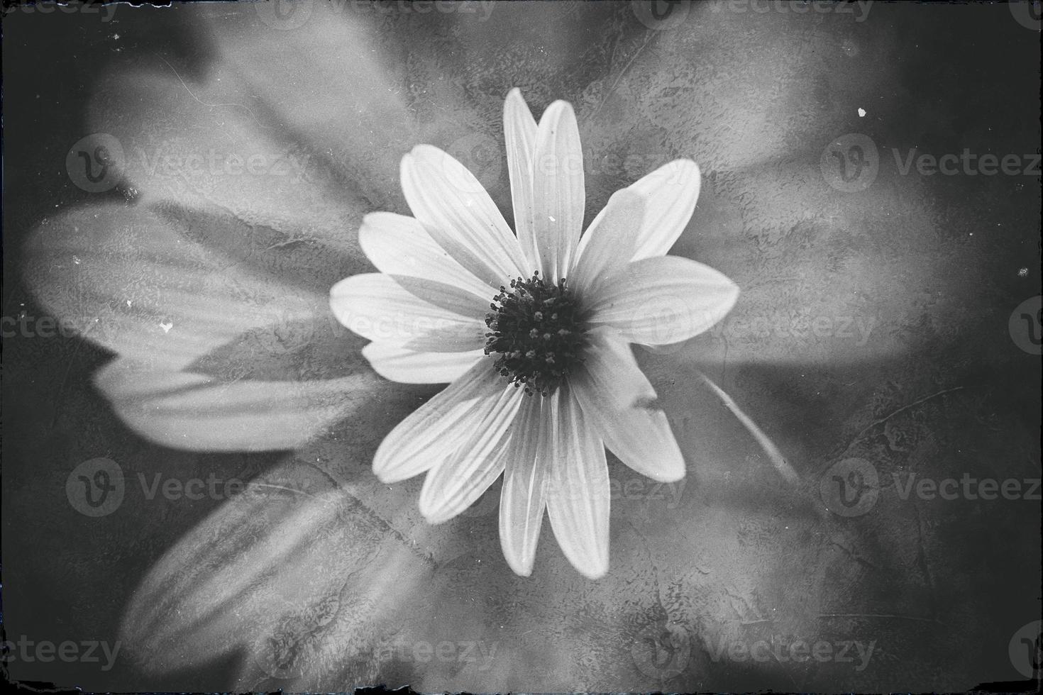 l vild gräshoppa med liten gul blomma i de solsken foto