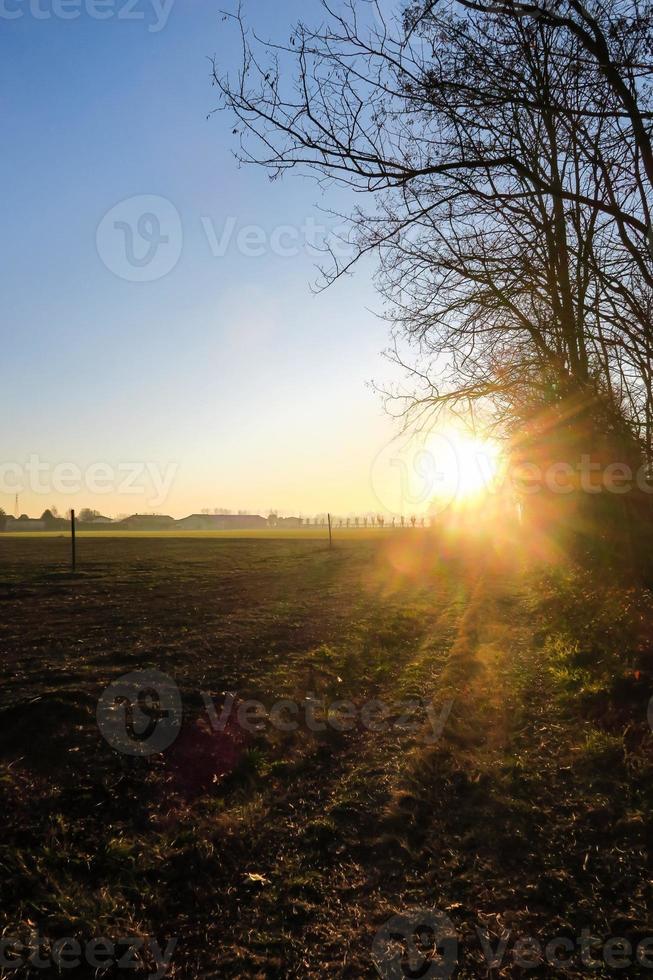 träd i skogen foto