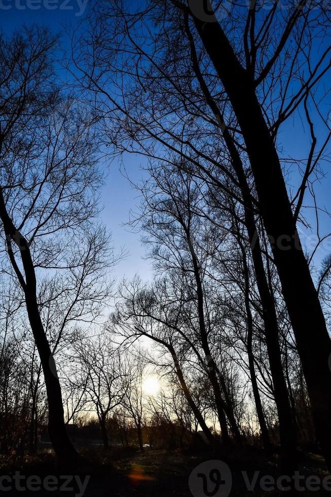 träd i skogen foto