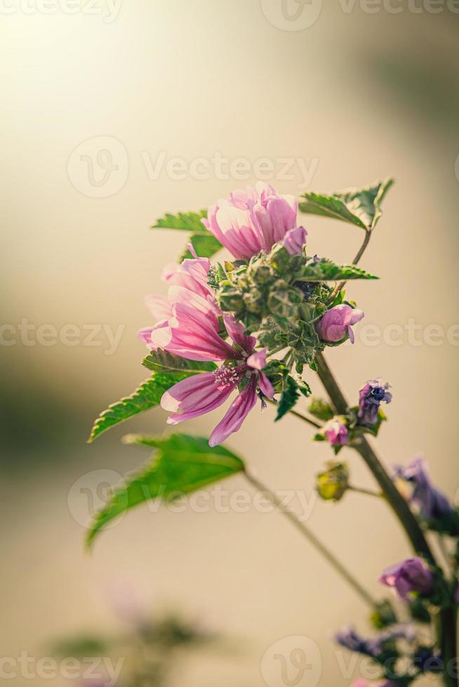 vild lila vild malva blomma på grön äng på vår dag i närbild foto