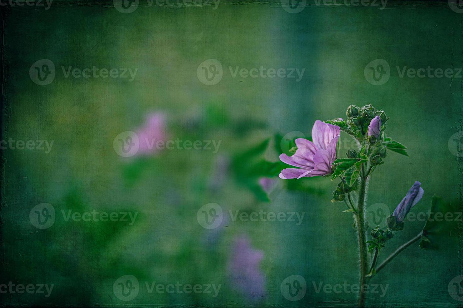 vild lila vild malva blomma på grön äng på vår dag i närbild foto